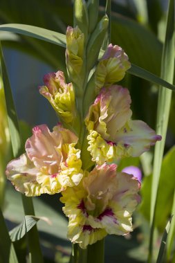 çok renkli gladiolus çiçek yakın
