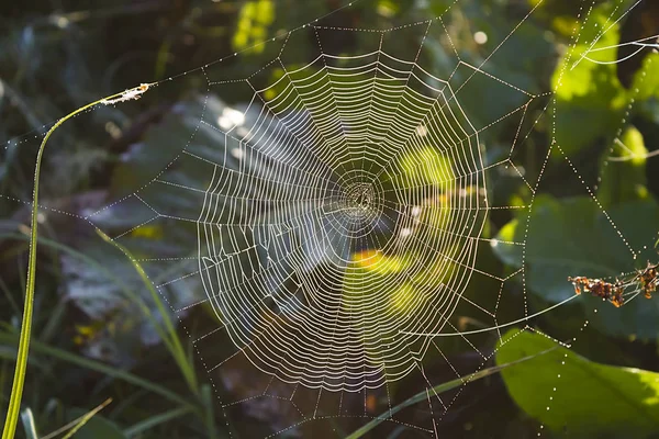 Ragnatela Foresta Selvatica Primo Piano Con Piccole Gocce Rugiada Del — Foto Stock