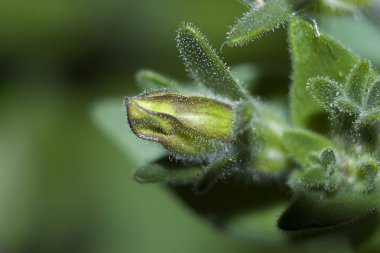 yeşil arka plan üzerinde beyaz petunya çiçek tomurcuk closeup