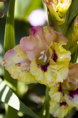 çok renkli gladiolus çiçek yakın