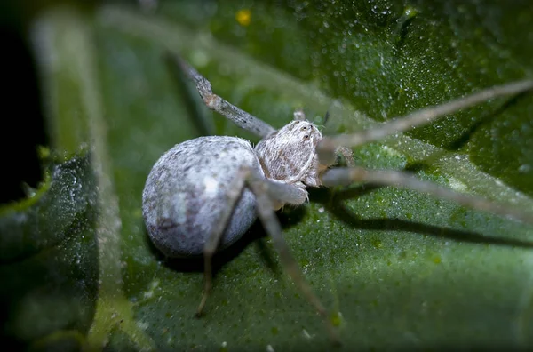 Kleine Graue Spinne Versteckt Sich Auf Einem Grünen Blatt — Stockfoto