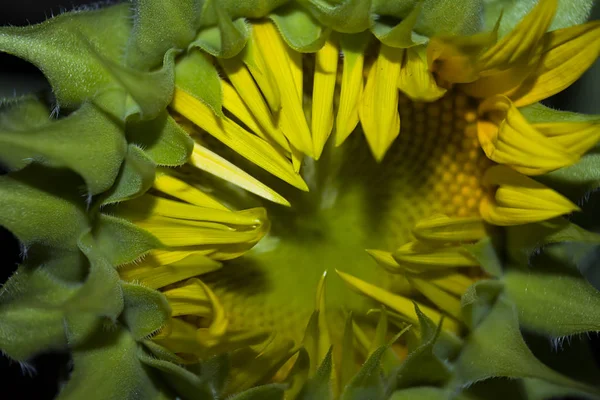 Young Sunflower Ripens Opens — Stock Photo, Image