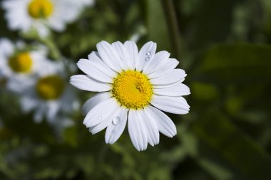 yeşillik koyu yeşil arka plan üzerinde yaprakları üzerinde yağmur suyu damlaları ile beyaz papatya çiçeklenme, closeup
