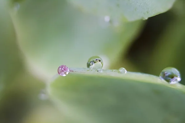 Green Leaf Sedum Drops Water Shimmering Different Colors Reflections Close — Stock Photo, Image