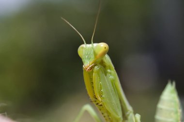 yeşil mantis closeup, koyu yeşil arka plan üzerinde bir böcek portresi