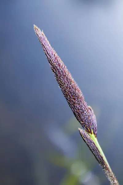 Carex Reparia Sedge Blooms Banks River Spring Summer — Stock Photo, Image
