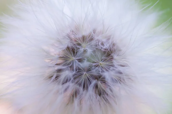 fluffy white dandelion close-up on a pink-green background