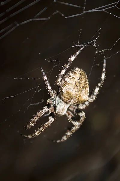 Eine Große Spinne Mit Kreuzstich Auf Nächtlicher Jagd Sitzt Ihrem — Stockfoto