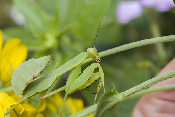 Vert Insecte Mantis Est Sur Une Fleur Jaune Gros Plan — Photo