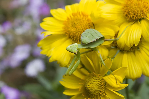 Groene Mantis Insect Een Gele Bloem Close Een Gekleurde Achtergrond — Stockfoto
