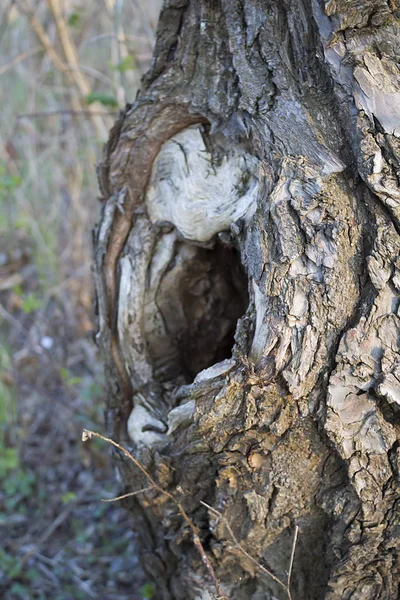 Eski Ağaç Hangi Bir Oyuk Oluşan Gövde Kabuğunda — Stok fotoğraf