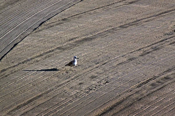 Μοναχικό Seagull Για Καθαρίζονται Από Ένα Τρακτέρ Άμμο Στην Παραλία — Φωτογραφία Αρχείου