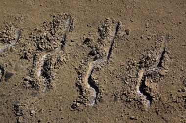 Patikadan bir paletli traktör yolda. Yolun diagonall çalışır