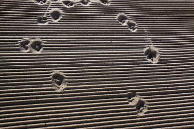 Akdeniz sahilinde bir traktör kum tarafından sabah temizledim. Köpek izleri kum için. Antibes, Cote d'Azur, Fransa. Yazmak için büyük alan