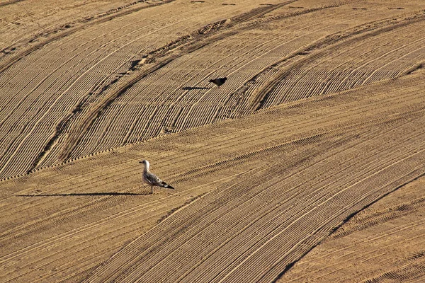 Möwe Und Schwarze Taube Auf Dem Von Einem Traktor Gesäuberten — Stockfoto