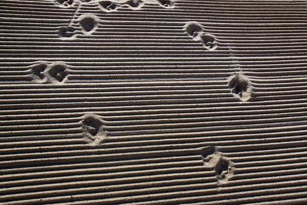 地中海海滩上有一条拖拉机沙子 清洁着它 狗在沙地上留下痕迹 法国阿祖尔 Cote Antibes 大的写作空间 — 图库照片