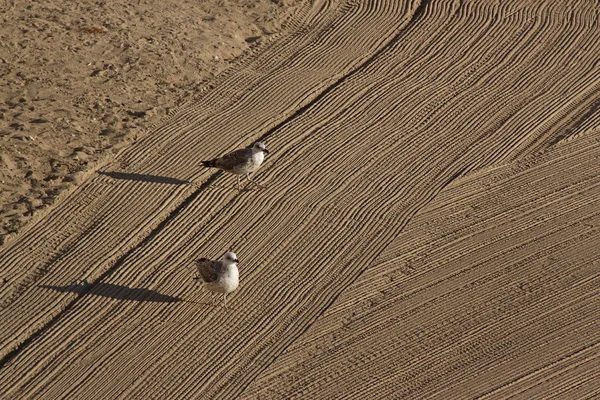 Two lonely seagulls on cleaned by a tractor sand on the Mediterr — Stock Photo, Image