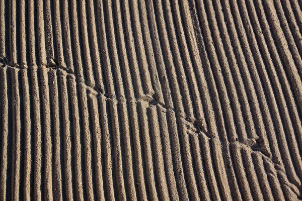 Limpado por uma areia trator na praia do Mediterrâneo — Fotografia de Stock