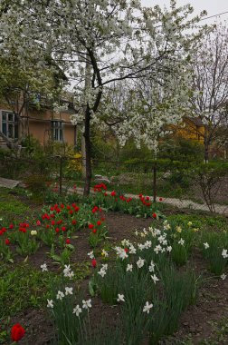 Lale, narcissi ve armut çiçeği