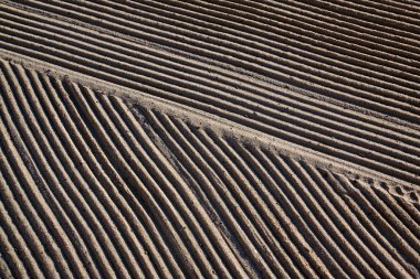 Akdeniz sahilinde bir traktör kum tarafından temizlenir 