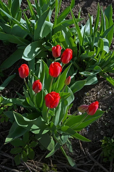 Çiçekli Kırmızı Lale