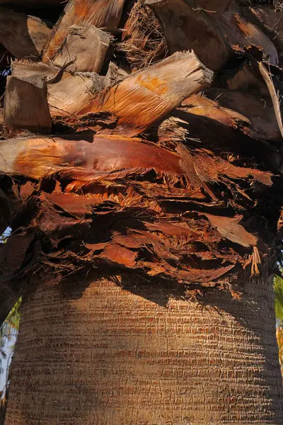 O tronco de uma palmeira velha — Fotografia de Stock