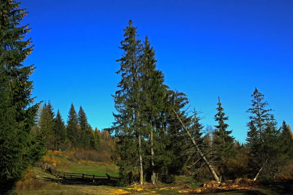 Łąka, na skraju lasu — Zdjęcie stockowe