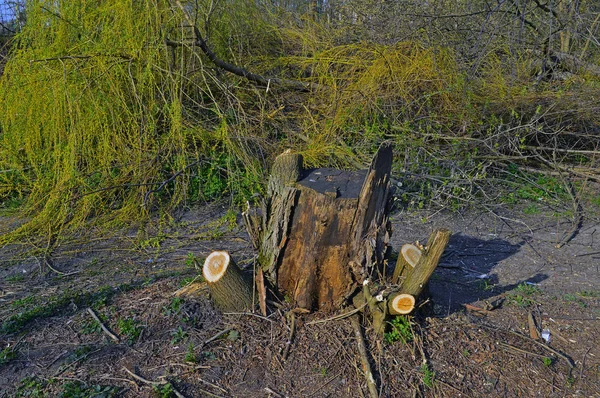 A stump of trimmed tree