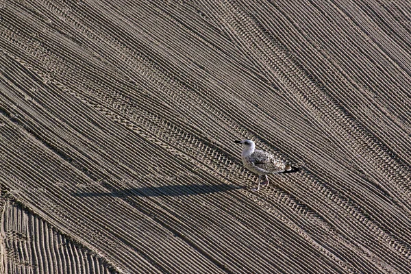 Einsame Möwe auf dem von einem Traktor gesäuberten Sand am Mittelmeer — Stockfoto