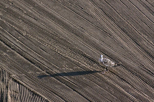 Mouette solitaire sur nettoyée par un tracteur sable sur la Méditerranée — Photo