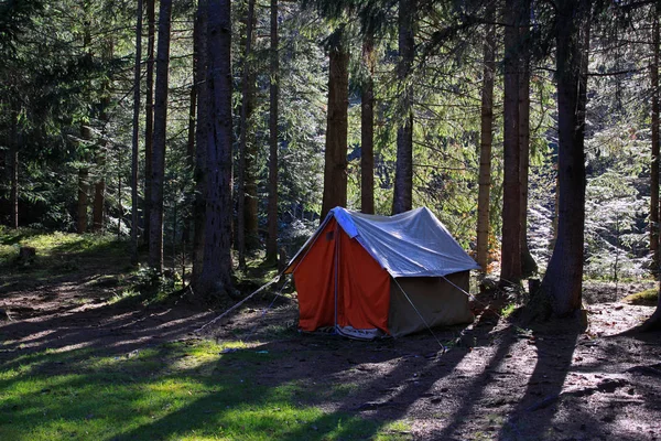 Tente dans la forêt de conifères Image En Vente