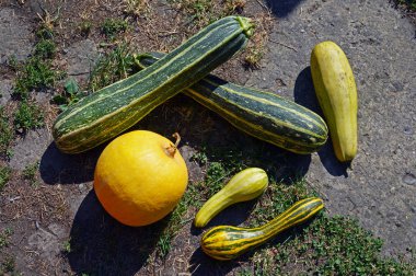 Çok renkli kabak, squashes ve kabak
