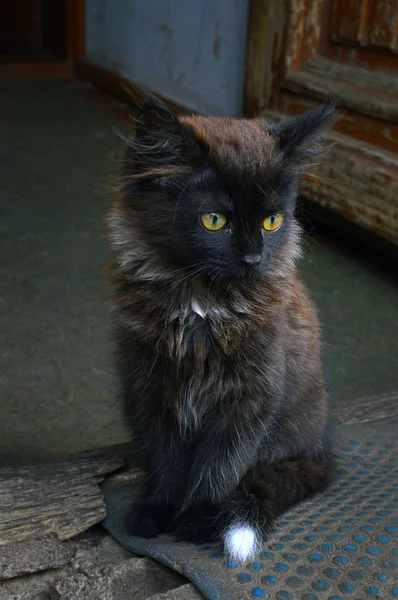 長い髪の若い美しい猫 — ストック写真