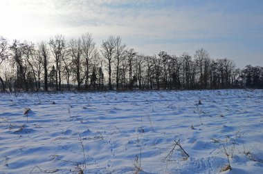 Kırsal kesimde kış ve ağaçlar