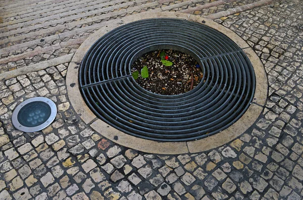 Grade redonda para proteger as raízes da árvore, iluminação de rua um — Fotografia de Stock