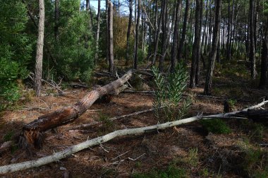 Ormanda birçok devrilen ağaç 