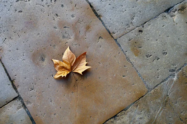 Сухой кленовый лист на каменном полу — стоковое фото