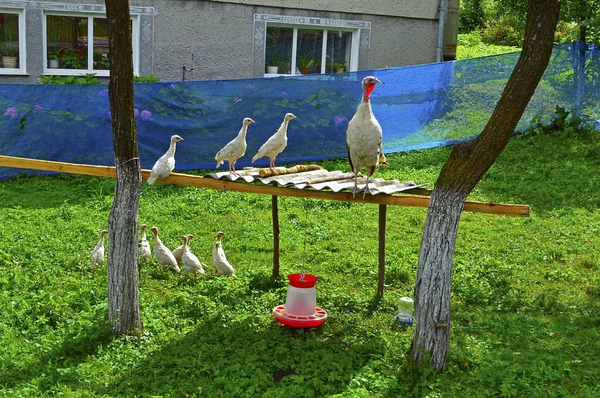 Tio små vita kalkoner med min mamma — Stockfoto