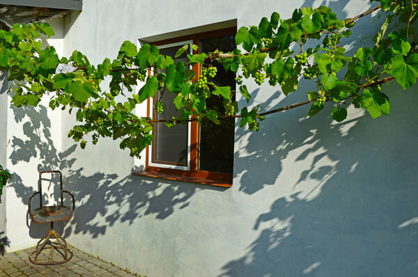 Две лозы на задней стене
