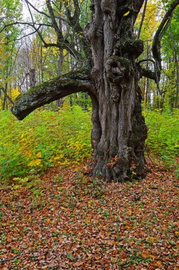 Devrilmiş yaprakları olan yaşlı bir ağaç.