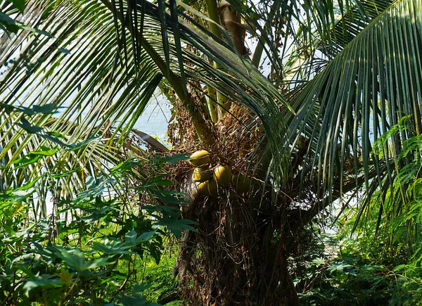 Kokosy Wybrzeżu Kovalam Kerala Indie — Zdjęcie stockowe