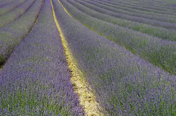 法国南部阳光灿烂的一天 薰衣草地 有选择的重点 — 图库照片