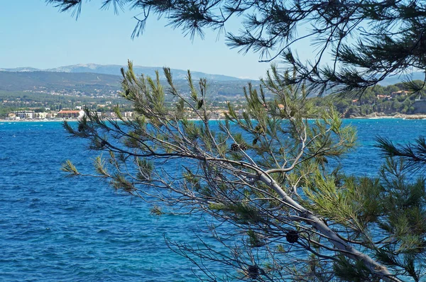 Fragment Eines Nadelbaums Hintergrund Der Stadt Ciotat Gegenüber Der Stadt — Stockfoto