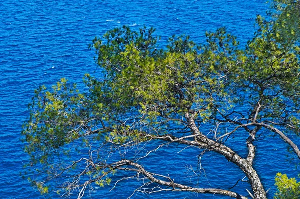 Fragmento Árbol Coníferas Bahía Cerca Ciudad Saint Cyr Sur Mer —  Fotos de Stock