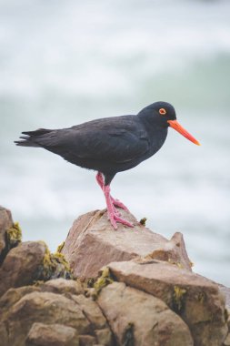 Gelgit bölgesinde Batı cape Güney Afrika için buzlu besleme siyah istiridye yakalayıcı görüntüsünü kapatmak