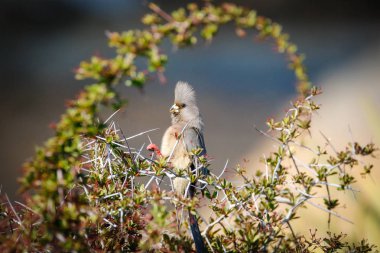 Güney Afrika'da karoo bölgesinde bir diken Bush güneşlenme bir mousebird görüntüsünü kapatmak