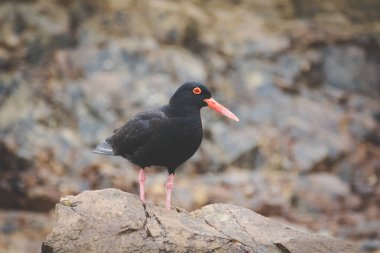 Gelgit bölgesinde Batı cape Güney Afrika için buzlu besleme siyah istiridye yakalayıcı görüntüsünü kapatmak