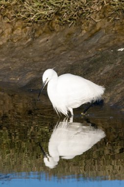 Görüntü bir Haliç West Coast Güney Afrika üzerinde bir büyük beyaz ak balıkçıl balıkçılık kadar kapatın