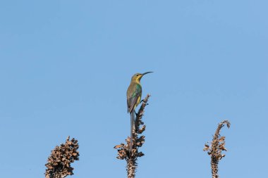 Bir ağaç dalı üzerinde tünemiş bir kadın Cape Sugarbird görüntüsünü kapatmak