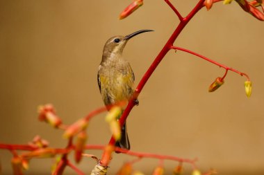 Karıncalar Western Cape, Güney Afrika için uçmayı besleme malakit Sunbird görüntüsünü kapatmak